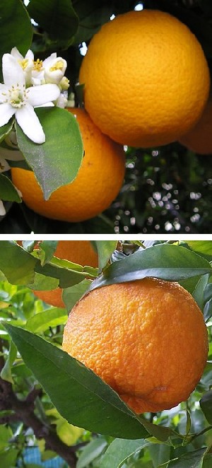 Seville and China Oranges